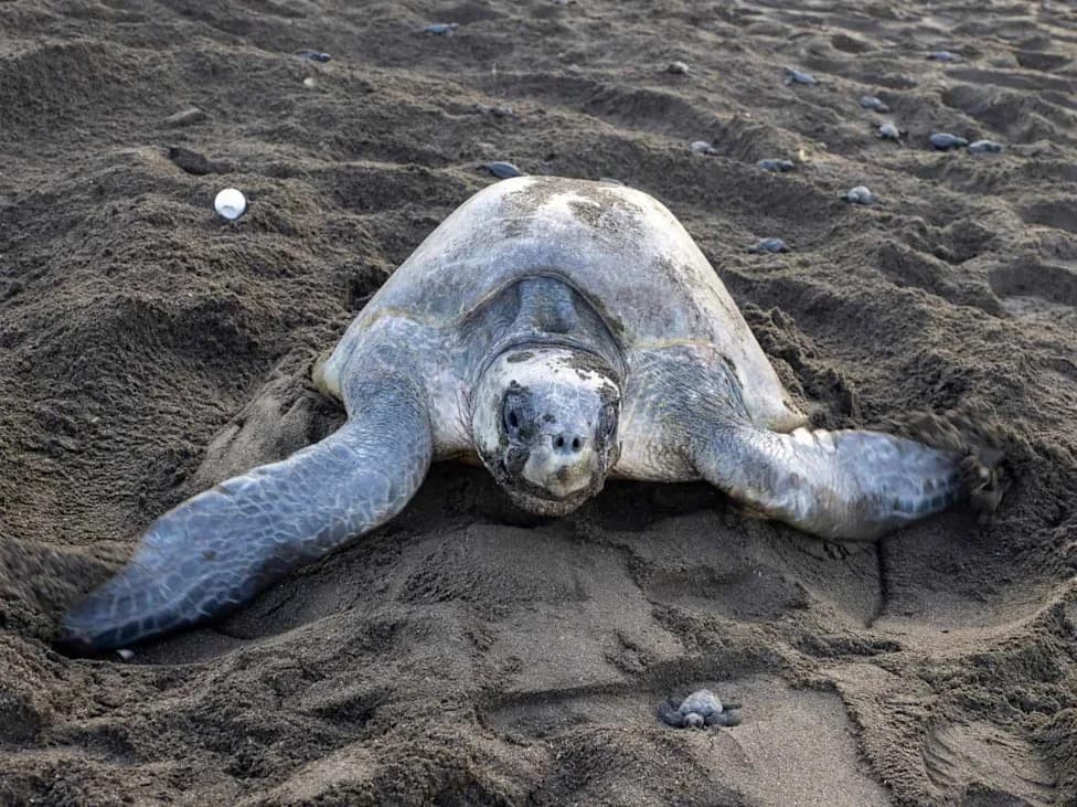 Nearly 700,000 Olive Ridley Turtles Nested at Rushikulya Beach in Odisha’s Record 2025 Arribada
