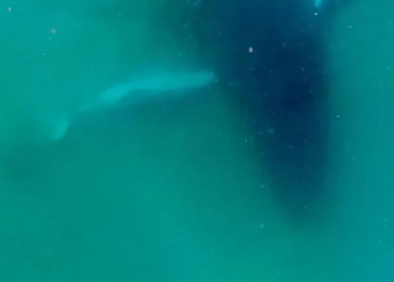 Rare Footage Shows Humpback Mother Mourning Stillborn Calf Off Australia's Gold Coast