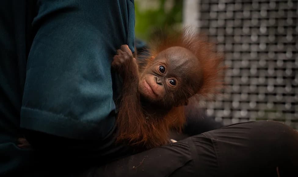 18 Orangutans Rescued as Indonesia’s Wildfires Ravage Forests