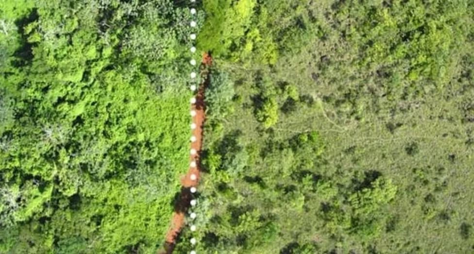 How 12,000 Tons of Orange Peels Helped Turn a Barren Costa Rican Pasture Into Forest
