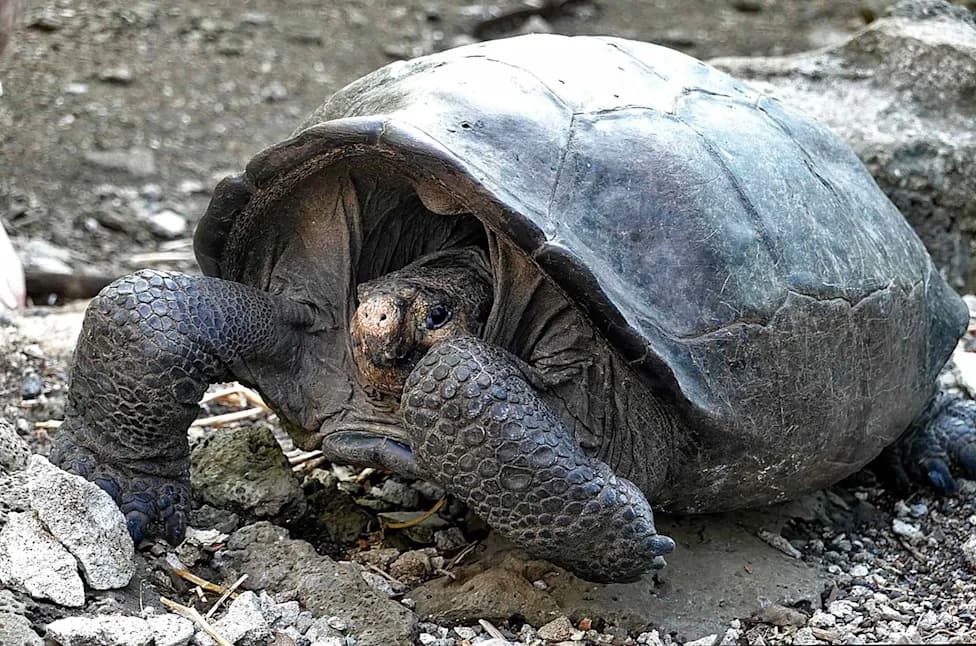 After Near-Extinction, Giant Tortoises Are Making a Remarkable Comeback in the Galápagos