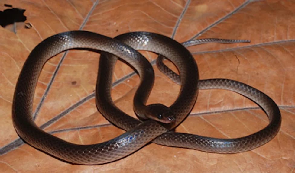 Slash's Groundsnake: New 28-Inch Species Discovered in New Guinea — Forest Habitat Under Threat
