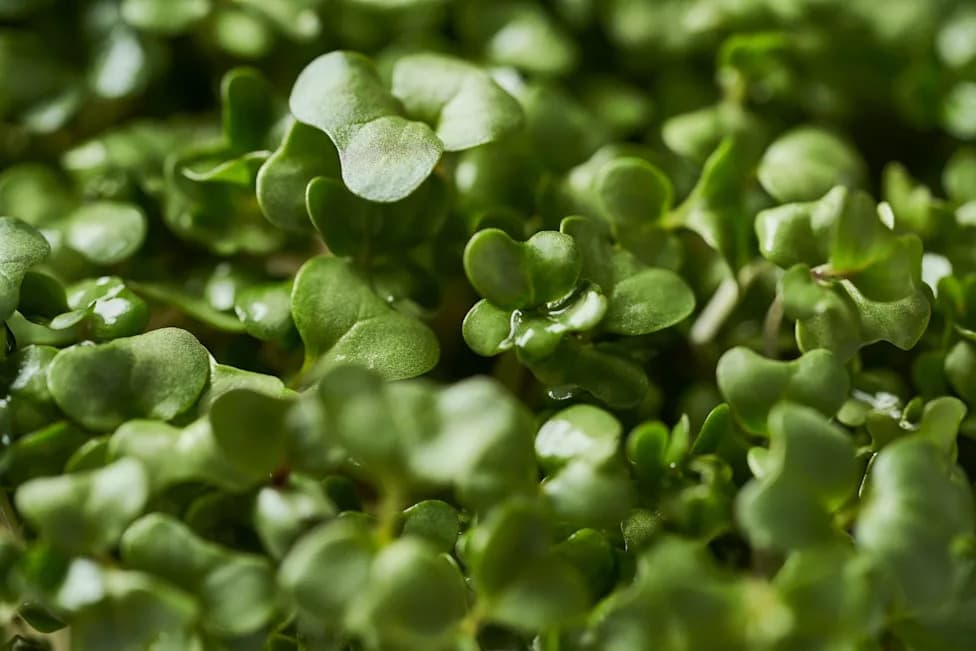 FDA, CDC Investigate Salmonella Outbreak Tied to Broccoli Sprouts — 22 Illnesses Reported