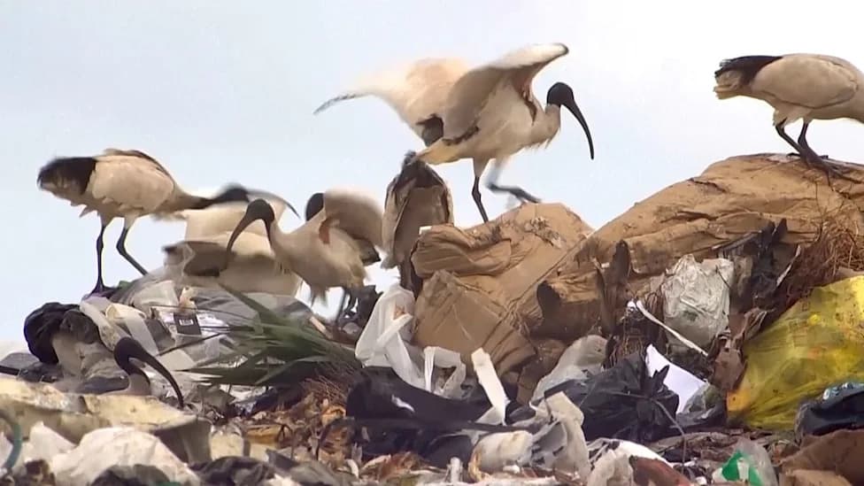 From Waste To Worth: How An Australian Scientist Turns Rubbish Into Resources