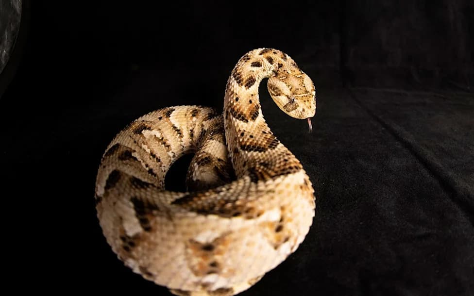 Nanobody Antivenom From Alpacas and Llamas Shows Promise Against India’s Deadliest Cobras