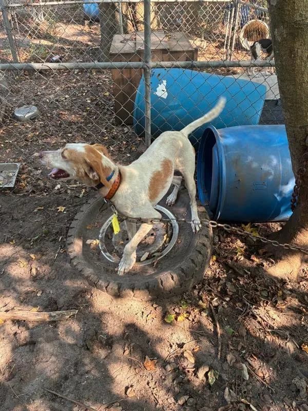 Fourth Arrest in Horry County Dogfighting Probe — 58 Dogs Seized, Suspect Faces 25 Cruelty Counts