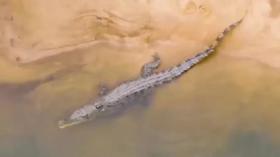 Robert Irwin Names 300th Tagged Crocodile 'Prince William' to Highlight Conservation Science