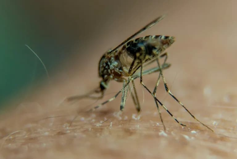 Airport-Linked Malaria Near Frankfurt: Third Fatality As Outbreak Grows To Eight Cases