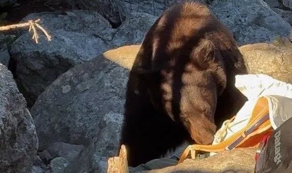 Grand Teton Euthanizes Black Bear After Repeated Food-Conditioned Encounters With Visitors