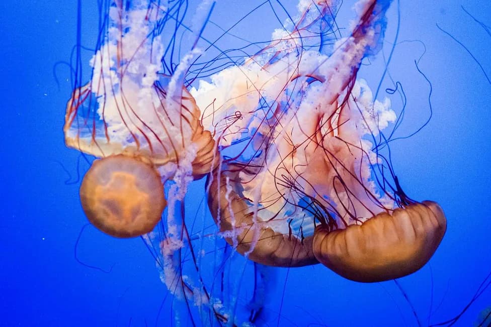 Freediver Films Giant Lion’s Mane Jellyfish Off Wales — Tentacles 'The Length Of A Bus'