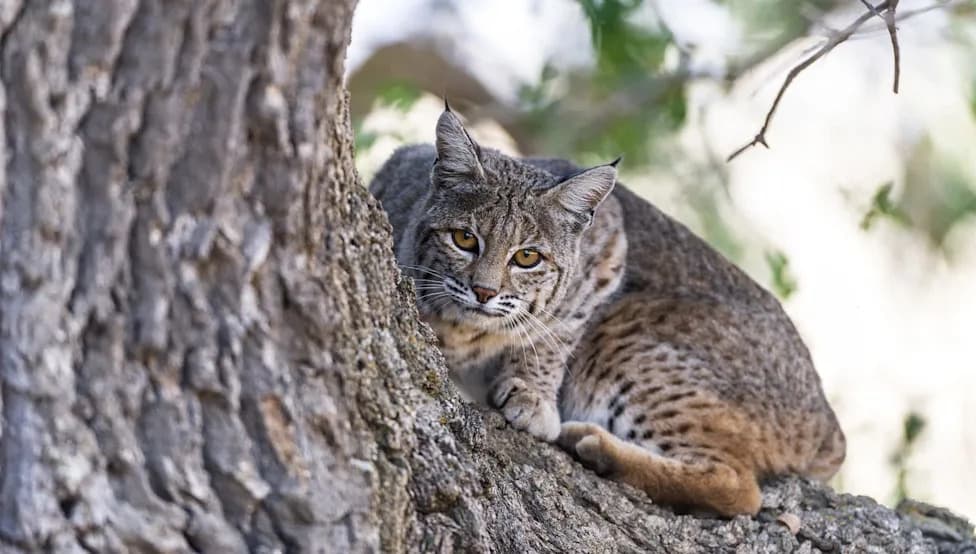 Florida Camera Trap Captures Bobcat Severely Wounding Giant Eastern Diamondback Rattlesnake