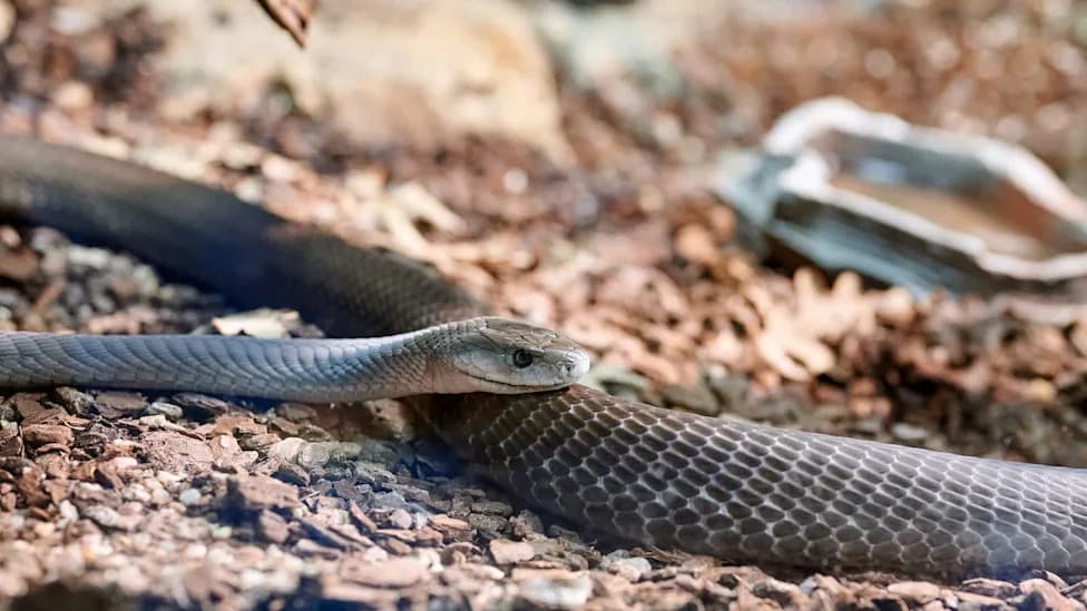 Musambwa Island: How 100 Fishermen Coexist With Thousands Of Venomous Cobras — With No Fatal Bites
