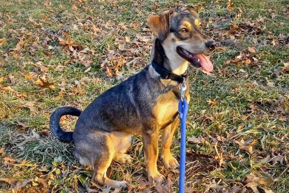 Simba, Dog Who Traveled 2,300 Miles Through the Darién Gap, Found Alone in Florida Shelter After Family’s Detention