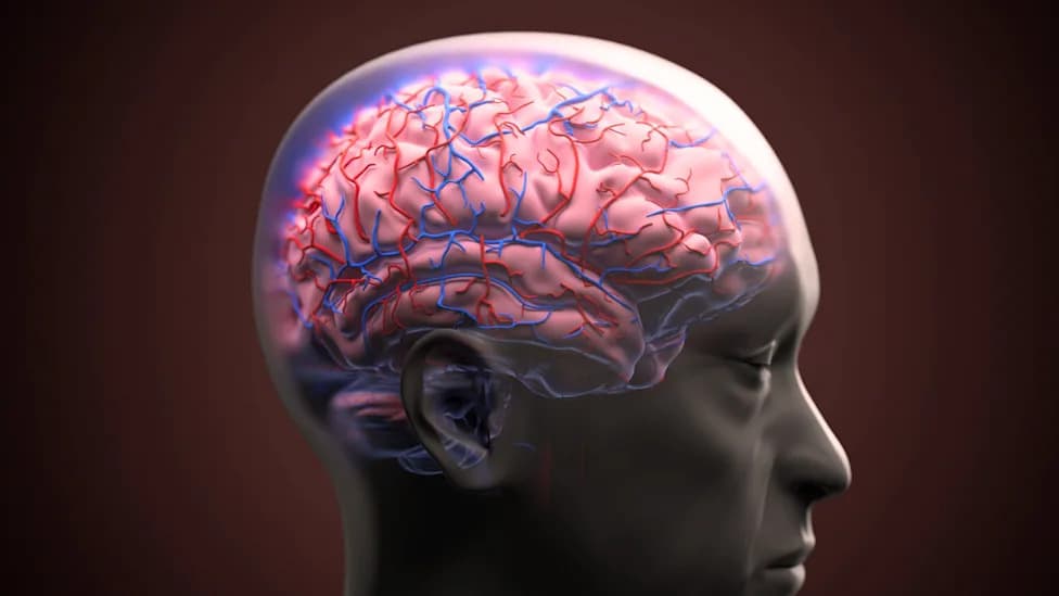 Scientists Repair Leaky Blood–Brain Barrier In Alzheimer’s Models By Targeting Fibronectin