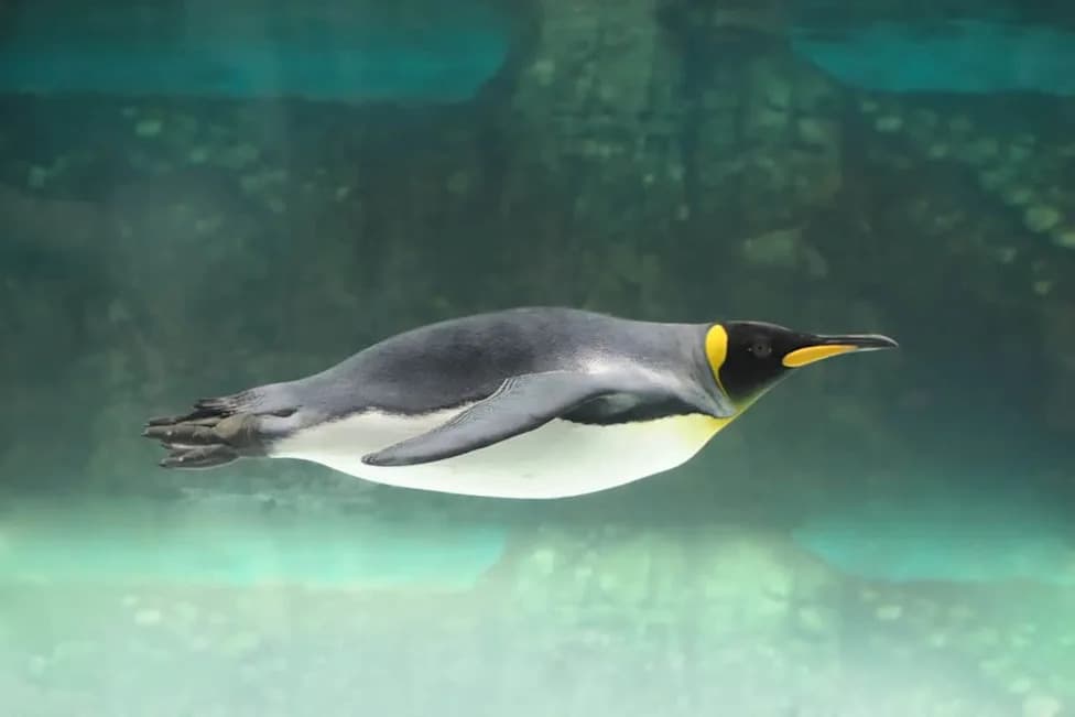 How Emperor Penguins Dive 564 Meters and Hold Their Breath for Nearly 28 Minutes