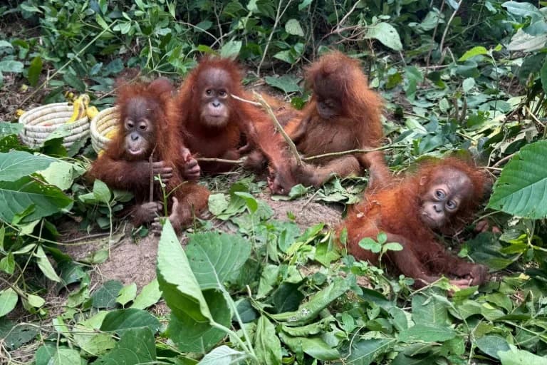 Five Baby Orangutans Found in India Expose Vast Illegal Exotic‑Pet Trade