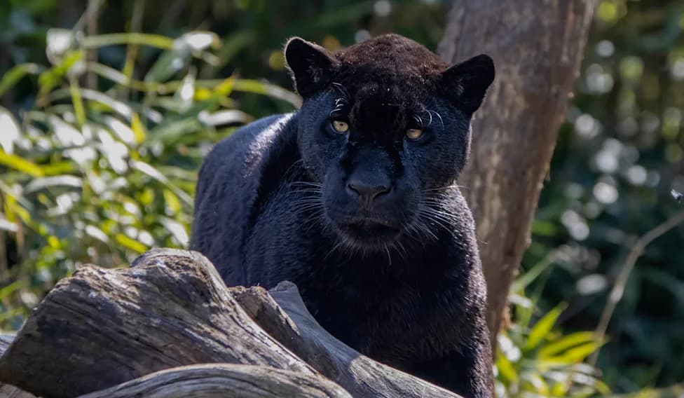Black Jaguar Samba Dies After Two Rattlesnake Bites at California Sanctuary