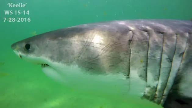 Critics Mock Trump’s ‘Electrocution or Sharks’ Anecdote as He Moves To Roll Back Boat Protections
