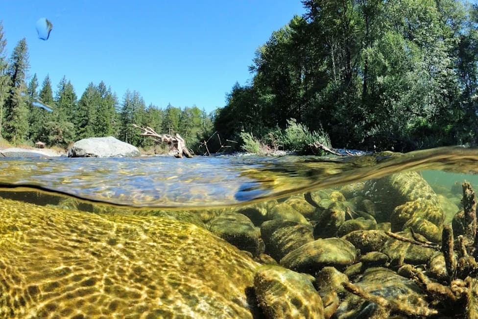 Three Generations, One Empty River: Cowichan Salmon Runs Collapse Threatens Livelihoods