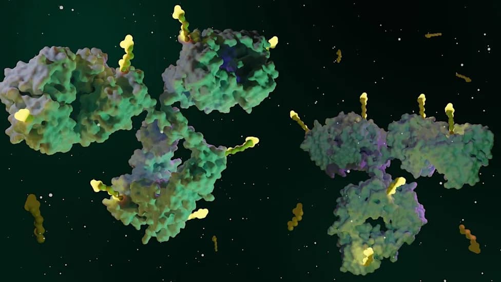 China Clears Akeso’s Dual‑Target ADC AK158D1 For Phase I Trial In Advanced Solid Tumours