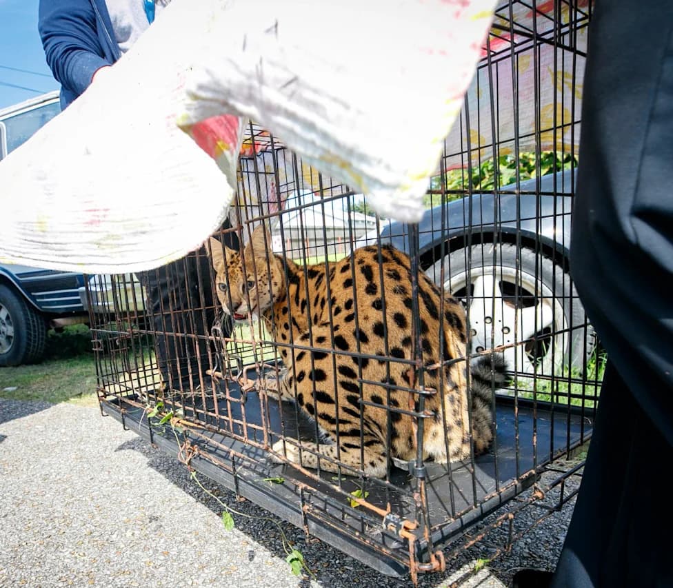 Louisiana Firefighters Find Illegally Kept African Serval While Responding to House Fire