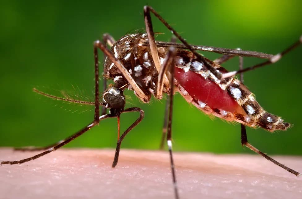 Florida Confirms Dengue Death As Outbreak Near Tampa Intensifies