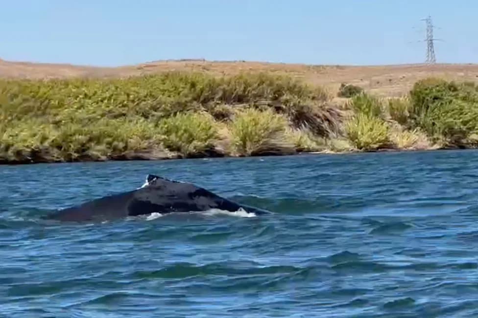 Humpback Whale Spotted 60 Miles Inland on Sacramento River — Marine Mammal Center To Monitor