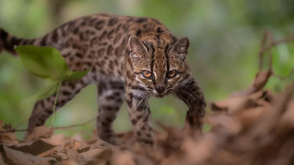Tiny 'Tiger Cat' Leopardus tilcayo Named — First New Living Feline Species In Over 100 Years