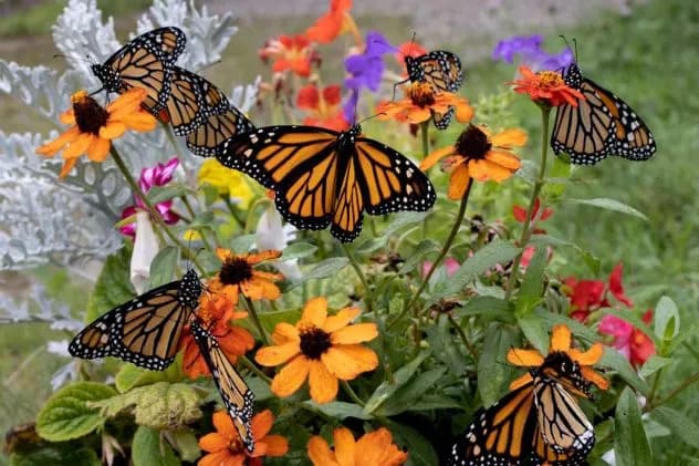 Monarchs on the Move: When and Where the Great Southbound Migration Will Pass Your Area