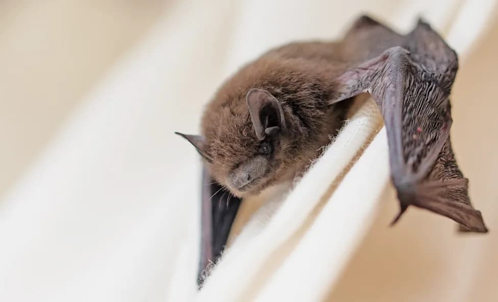 Virginia Doctor Wakes to Find a Bat Pushing Into Her Mouth — Seeks Rabies Evaluation