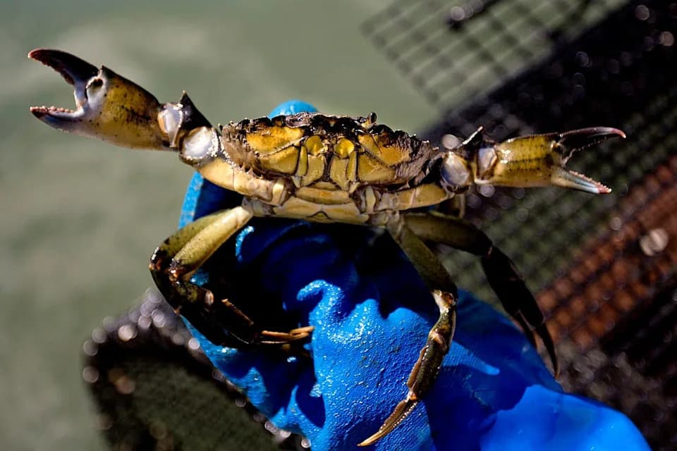 From Menace to Menu: Communities Turn Invasive Green Crabs into Economic and Ecological Solutions