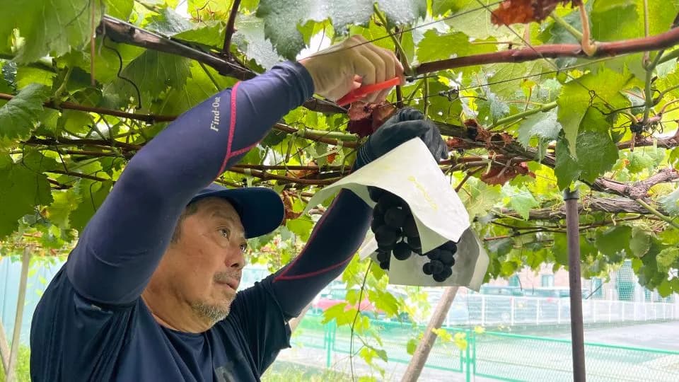 Asia’s Fruit Wars: How Seed Smuggling and IP Theft Threaten Farmers and Food Security
