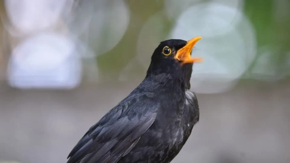 Why Some Birdsong Sounds So Pleasant to Humans — New Study Reveals Acoustic Clues