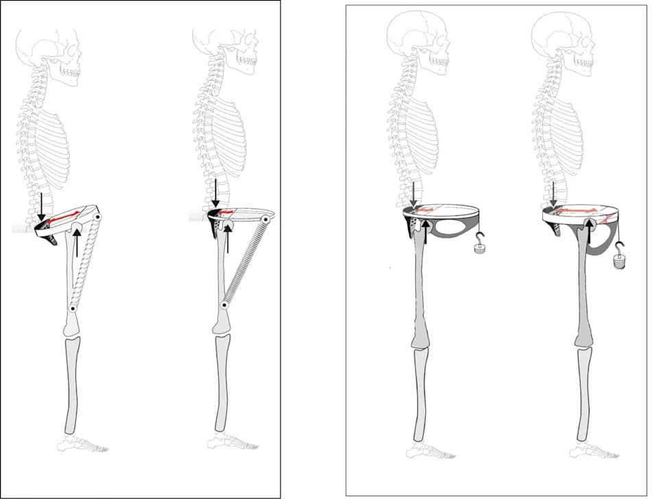 Modern Human Males Evolved a Built‑In Hip “Spring,” Study Finds — A Pelvic Change That Boosted Walking Efficiency