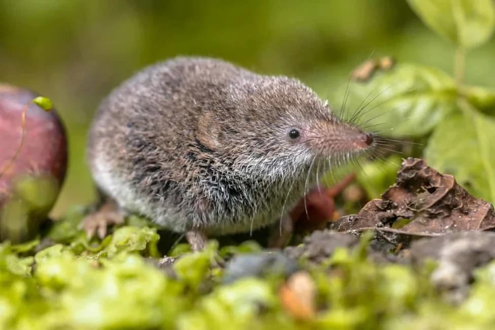 Tiny Shrews Remodel Their Skulls Each Winter — The Incredible Dehnel’s Phenomenon