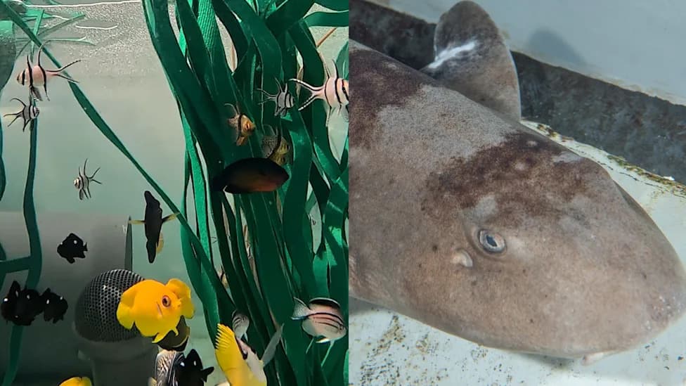 Nearly 500 Trafficked Marine Animals Given a Second Chance at Aquarium of the Pacific