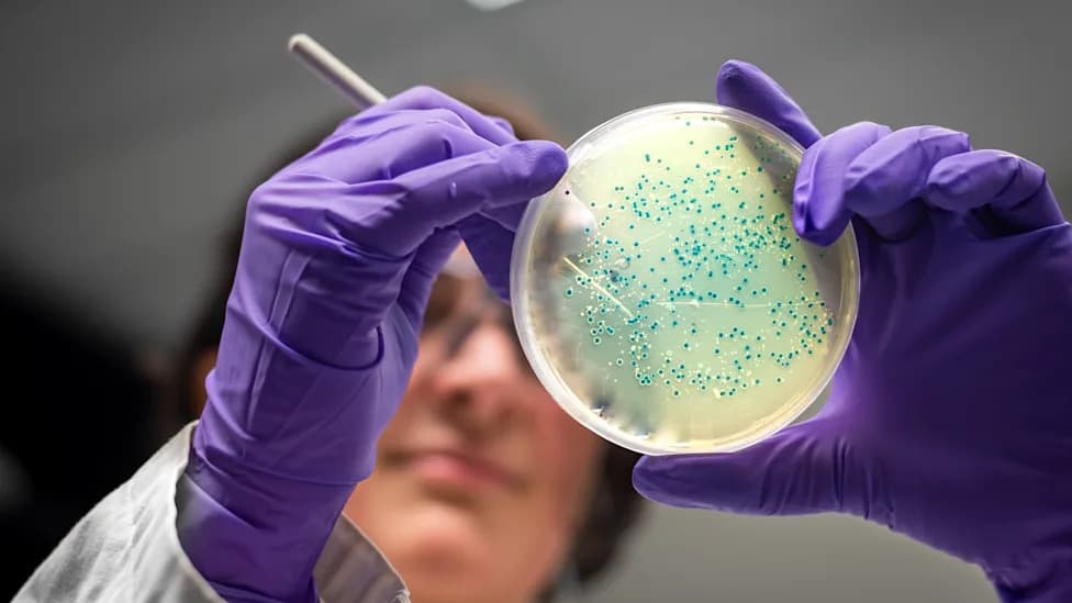 KAIST Engineers E. coli To Produce Biodegradable Hot‑Melt Glue From Glucose