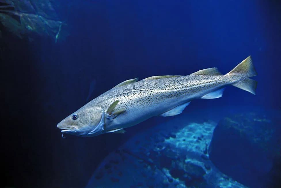 Europe’s Cod Are Shrinking — Fishing Has Driven Genetic Change in Baltic Stocks