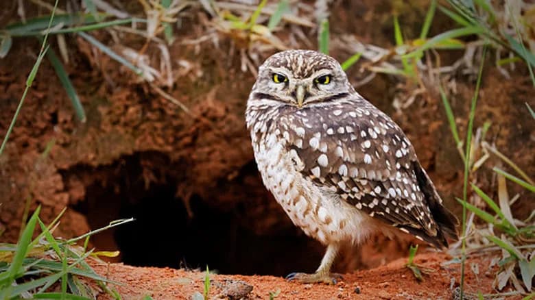 How a Phoenix-Area Solar Farm Became a Surprising Refuge for Burrowing Owls