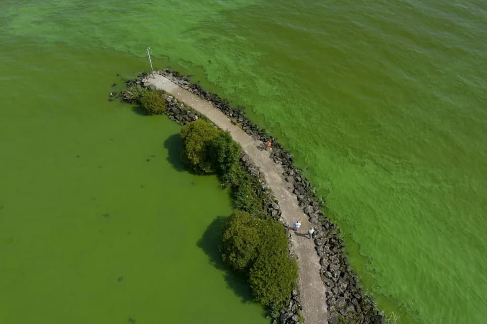 Massive Karenia mikimotoi Bloom From Gulf of Maine to Massachusetts Raises Concerns for Marine Life