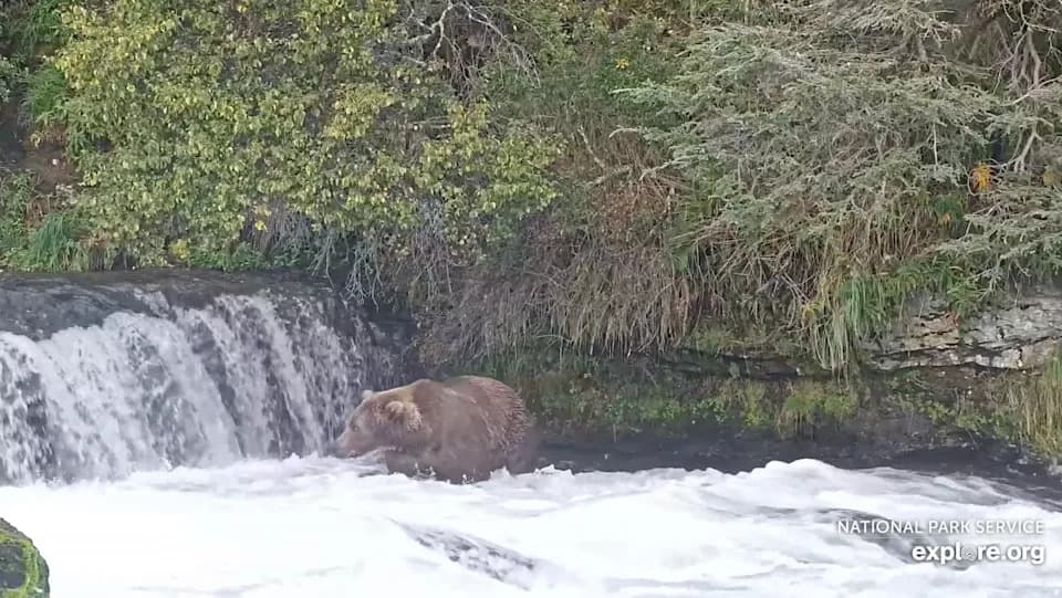Fat Bear Week Returns — Katmai Sees an Unusually Large Cohort of Cubs