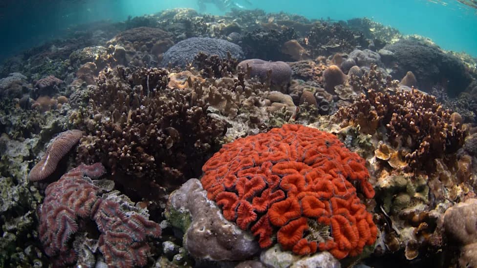 Palau Cultivates Heat‑Tolerant Corals to Restore Reefs Threatened by Warming Seas