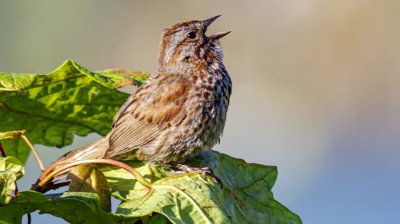 Birdsong Brightens Mood — But Road Noise Wipes Out the Benefits Almost Immediately
