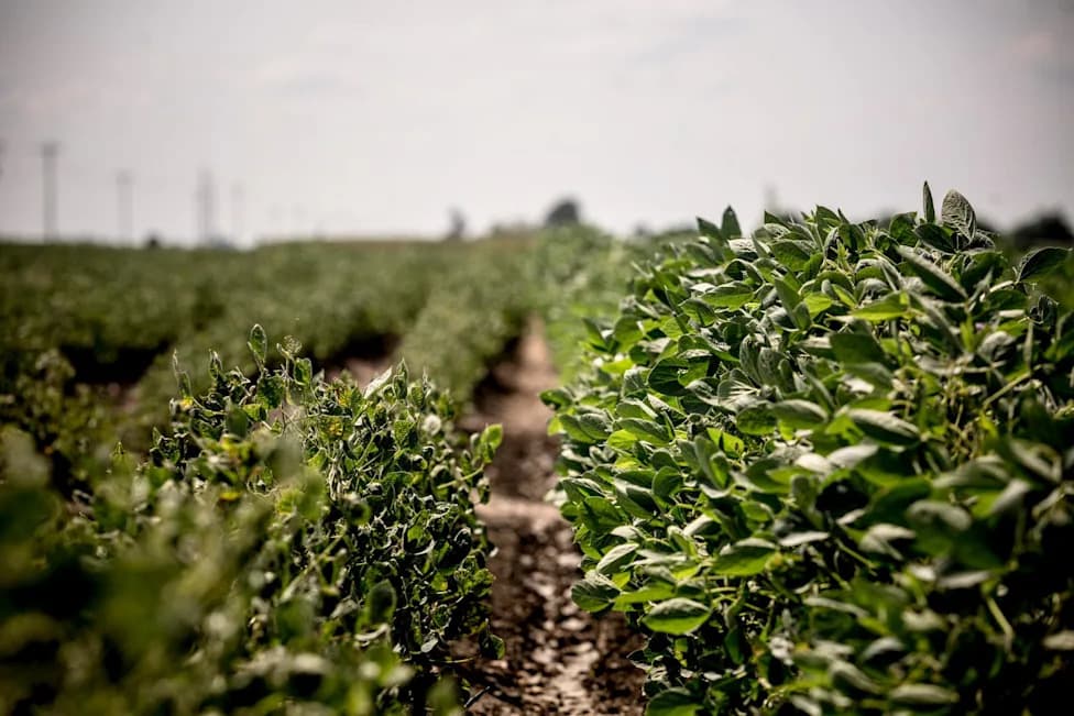 Documents Reveal EPA Let Bayer Pick Rules for Drift‑Prone Herbicide Dicamba