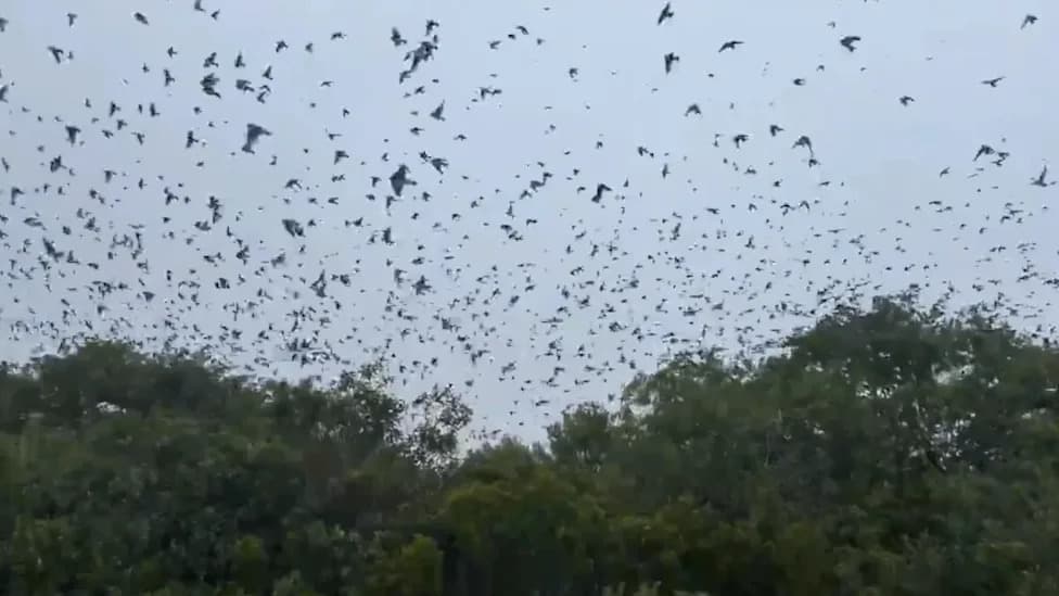 ‘Birdnado’: Thousands of Tree Swallows Form a Swirling Flock Over Parker River Refuge