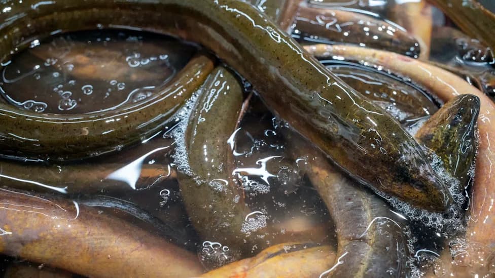 Air‑Breathing Asian Swamp Eels Detected in Loxahatchee Refuge, Raising Alarm for the Everglades