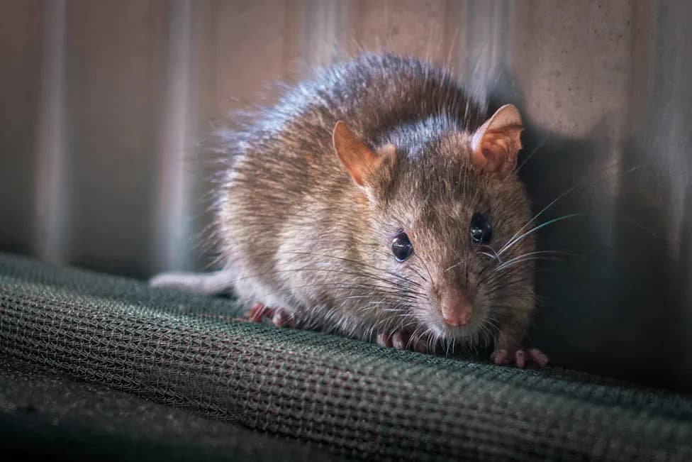 Stanford Implanted Lab-Grown Human Brain Tissue Into Newborn Rats — The Grafts Wired Into Their Brains