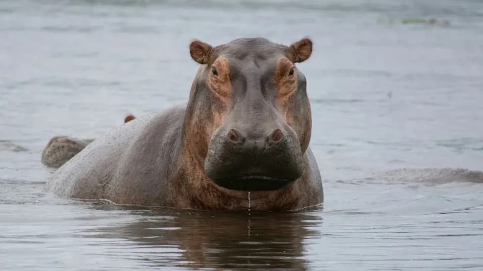 Anthrax Outbreak in Zambia Kills Dozens of Hippos and Elephants; 12 People Infected