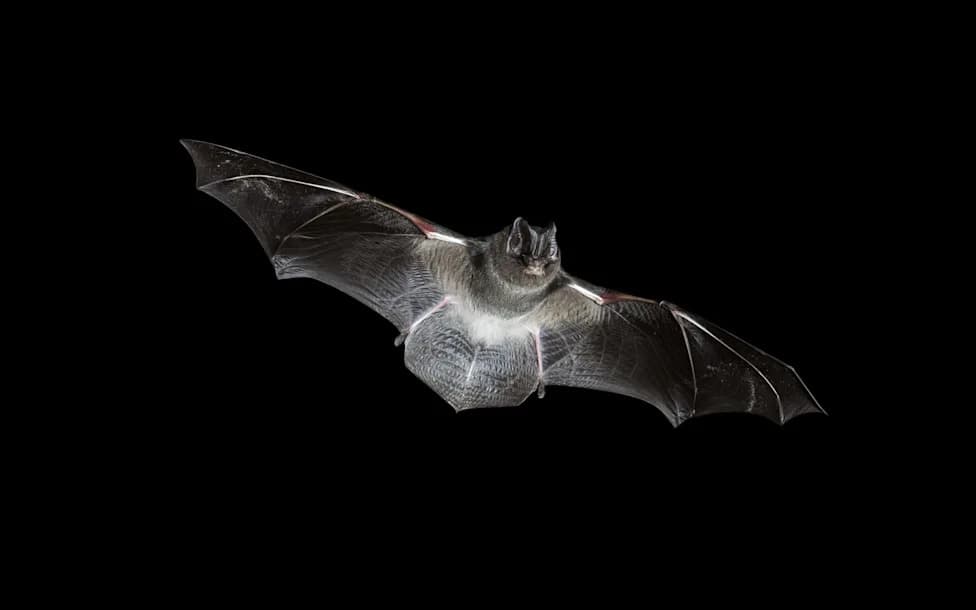 Bat Dossier Submitted to Police as Piddington Asylum Camp Plans Face Ecological Challenge