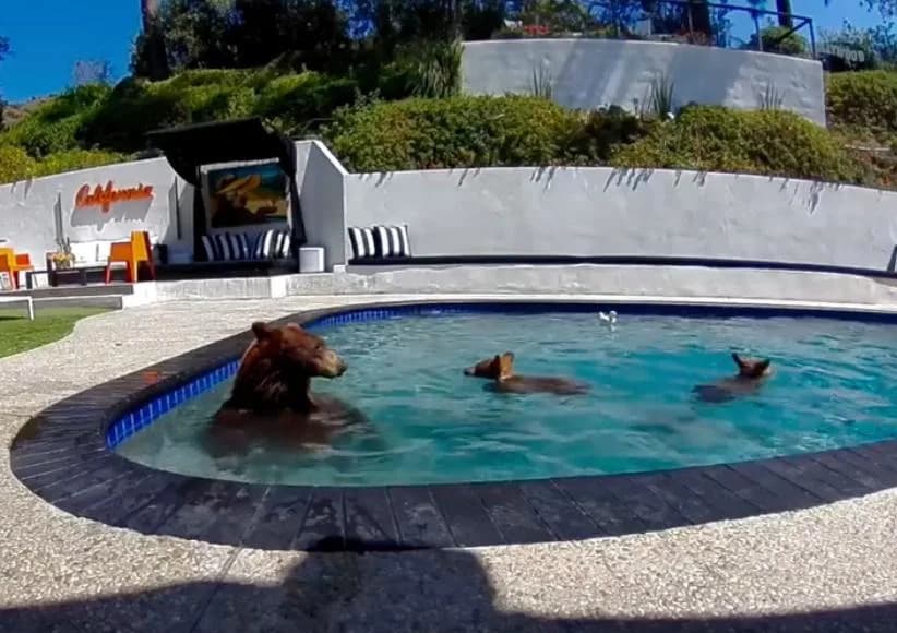 Bear-y Good Neighbors: How Expanding Los Angeles Is Learning To Live With Black Bears